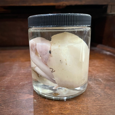 Albino Ball Python with egg in Jar