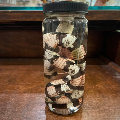 Pueblan Milk Snake in Jar