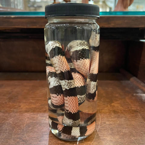 Pueblan Milk Snake in Jar
