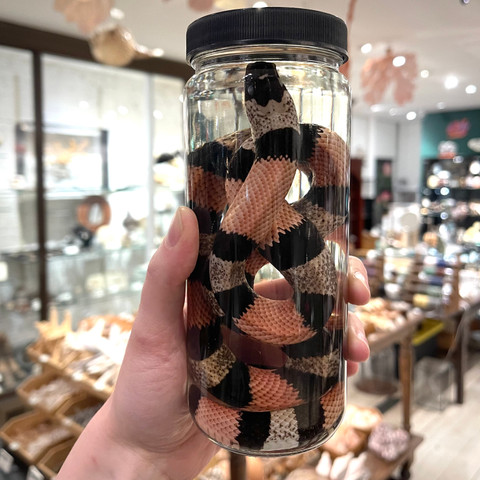 Pueblan Milk Snake in Jar