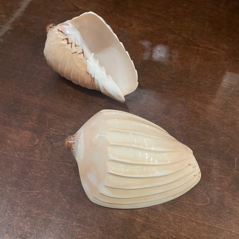 Noble Volute - Cymbiola nobilis