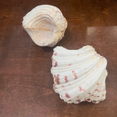 Bear Paw Clam - Hippopus hippopus