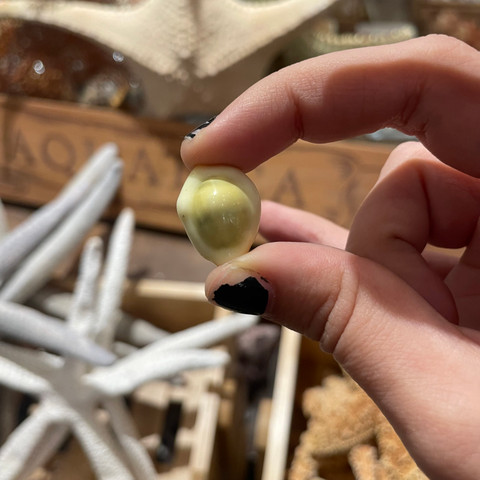 Money Cowrie - Monetaria moneta