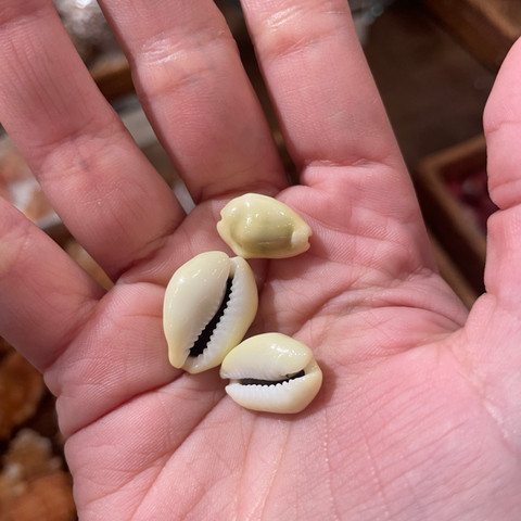 Money Cowrie - Monetaria moneta