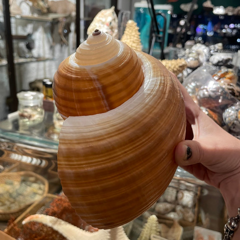 Giant Tun - Tonna galea