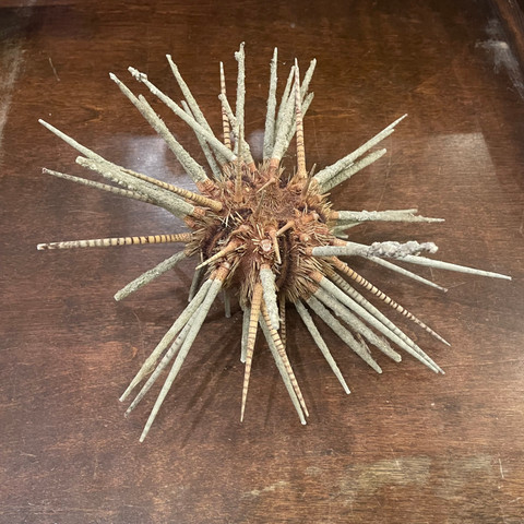 Zebra Urchin with Spines - Prionocidaris Baculosa