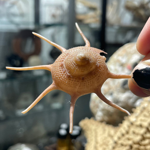 Yoka Star Shell - Guildfordia Yoka