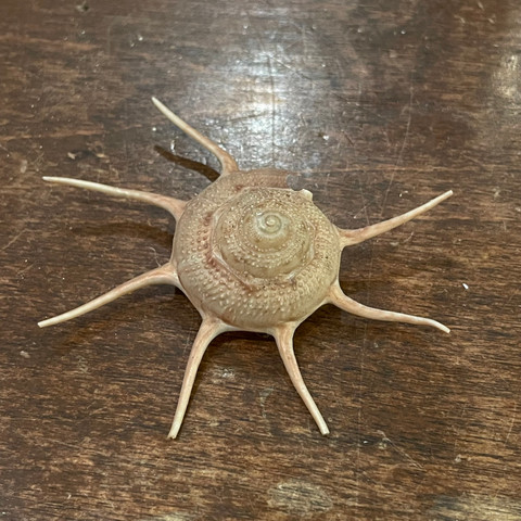 Yoka Star Shell - Guildfordia Yoka