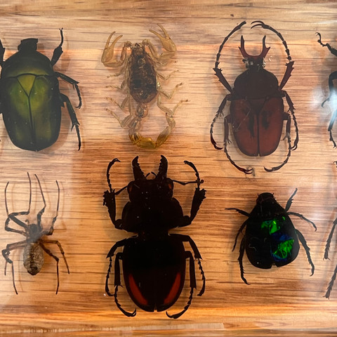 Dozen Insects in Resin Collection