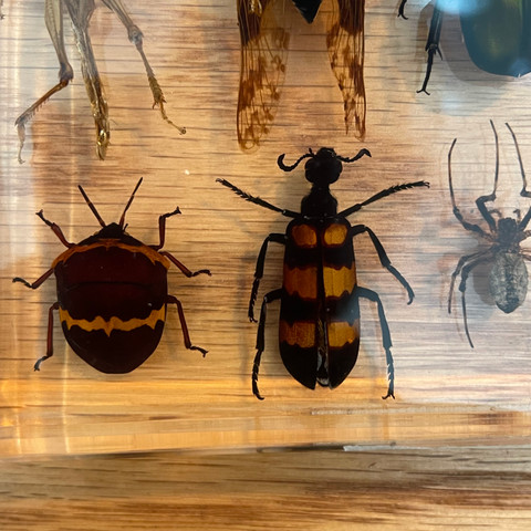 Dozen Insects in Resin Collection