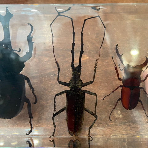 Four Beetles in Resin Collection