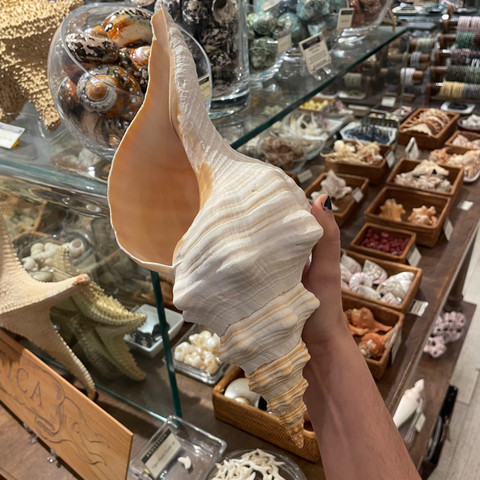 Florida Horse Conch - Triplofusus giganteus