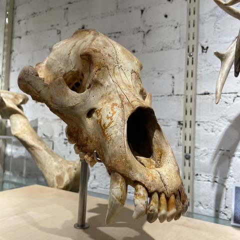 Fossil Cave Bear Skull on Museum Base
