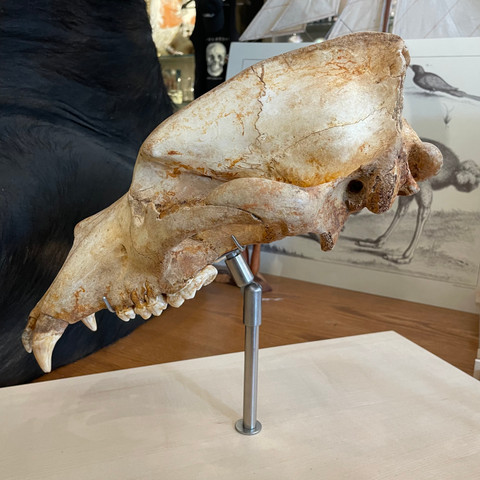 Fossil Cave Bear Skull on Museum Base