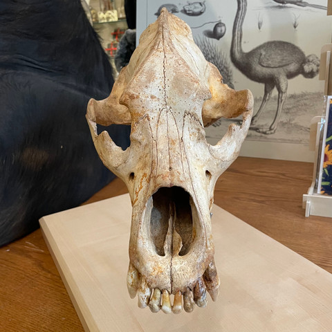 Fossil Cave Bear Skull on Museum Base