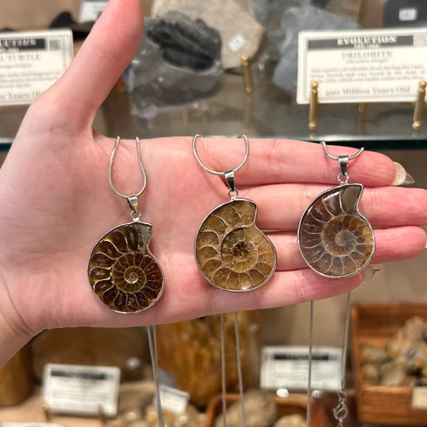 Ammonite Necklace
