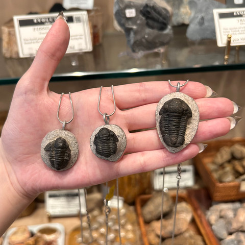 Trilobite Necklace