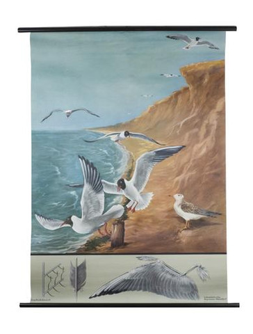 Black - Headed Gull and Flight Zoology Poster