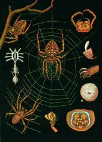Garden Spider Zoology Poster