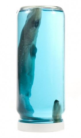Spiny Dogfish Shark in a Jar - Left side view