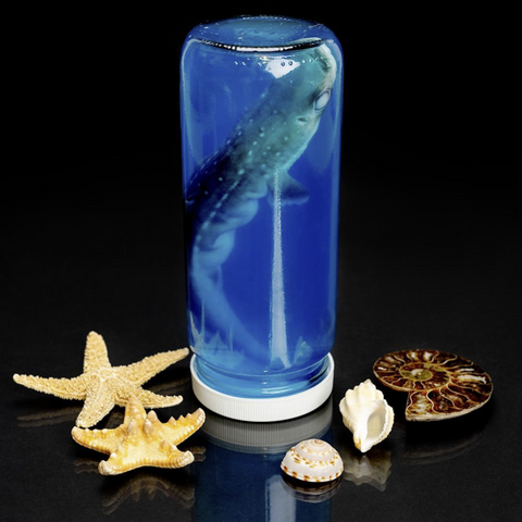 Spiny Dogfish Shark in a Jar (Squalus acanthias)