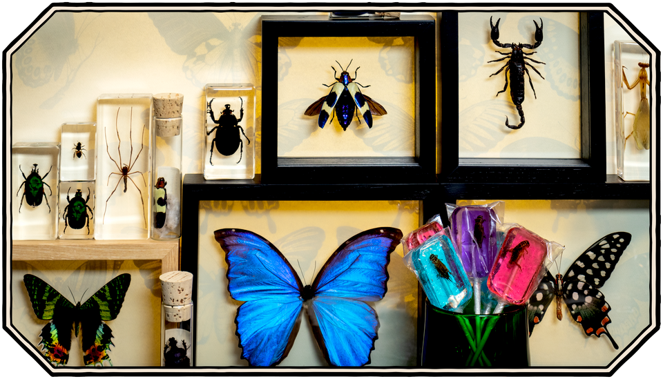 The Evolution Store | Nature, Science and Art