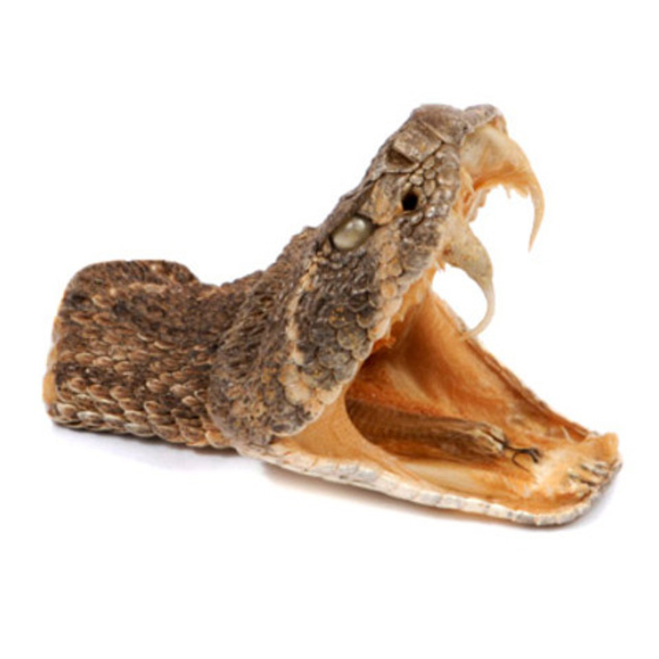 Rattlesnake Head Evolution Store