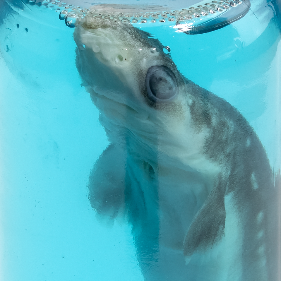 Shark in a Jar Evolution Store