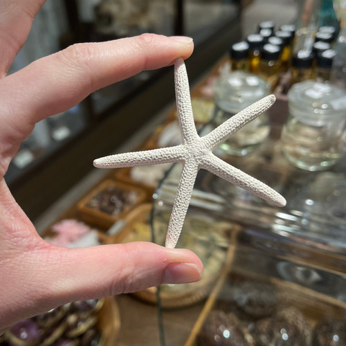 White Linkia Starfish - 3