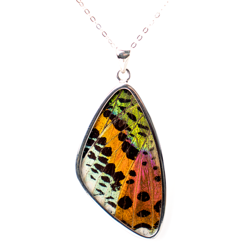 Real Butterfly Wing Heart Pendant Necklace on a Sterling Silver Chain, Multi  Coloured Sunset Moth 