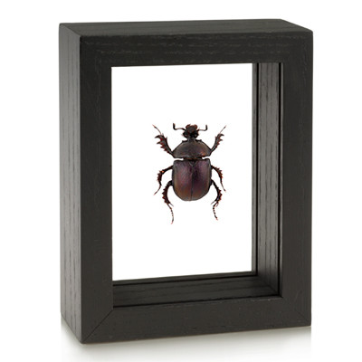 Framed Enoplotrupes sharpi Beetle | Evolution Store