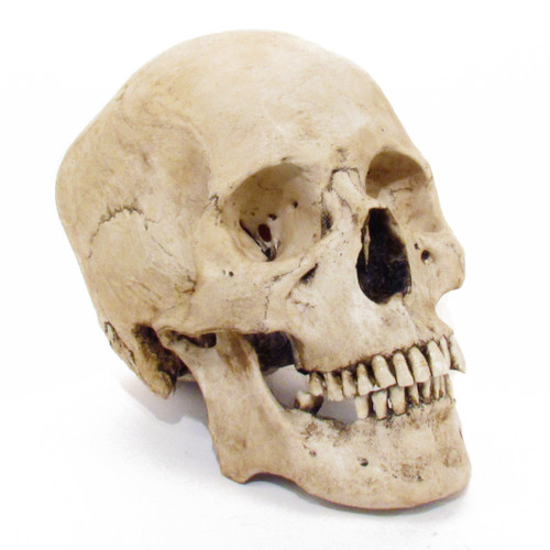 Replica Human Skull with Brain and Stand - Asian Male — Skulls Unlimited  International, Inc.