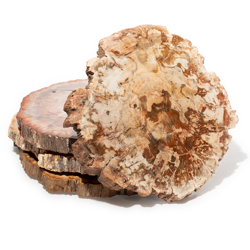 Petrified Wood Coasters