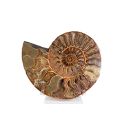 Large Ammonite Half