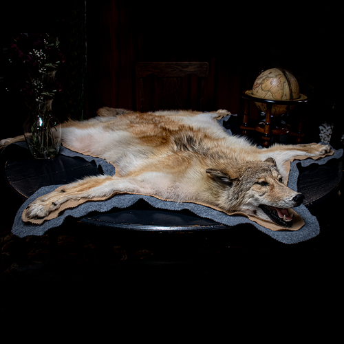 Taxidermy Coyote Rug Evolution Store