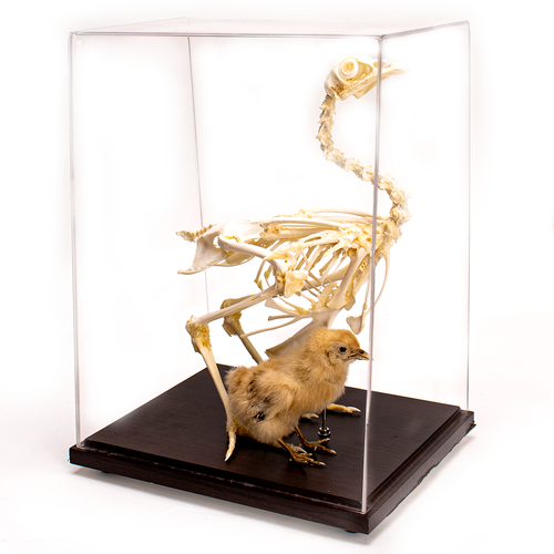 Chicken Skeleton With Chick Evolution Store Chicken Skeleton With Chick Evolution Store