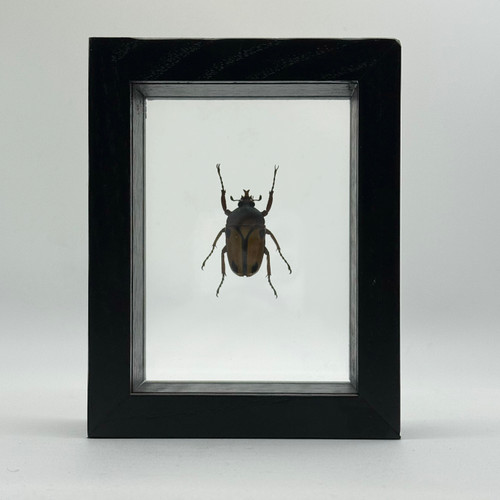 標本用品 Tanzania Eudicela e.euthalia 40mm African Flower Beetle - Eudicella Euthalia | Evolution Store