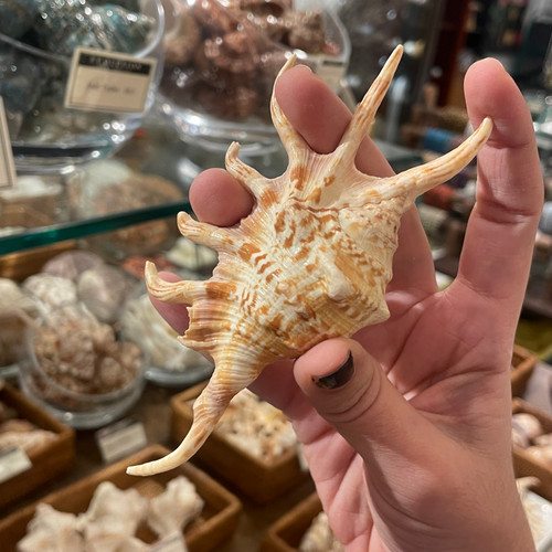 Orange Spider Conch - Lambis crocata | Evolution Store