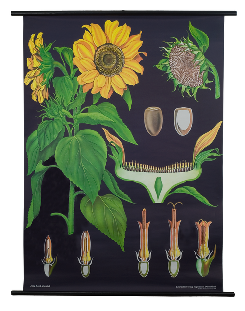 Sunflower Botanical Poster - The Evolution Store