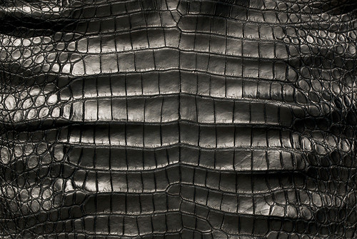 American Crocodile Skin Belly Garment Black 55/59 cm