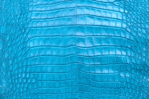 American Crocodile Skin Belly Matte Curacou Blue 40/44 cm