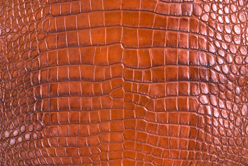 American Crocodile Skin Belly Matte Honey 40/44 cm