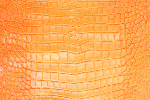 American Crocodile Skin Belly Matte Mango Orange 40/44 cm