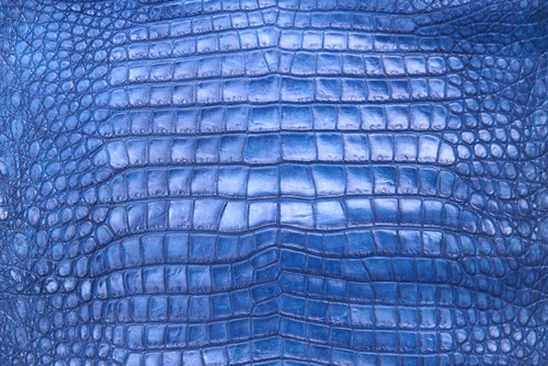 American Crocodile Skin Belly Matte Royal Blue 35/39 cm