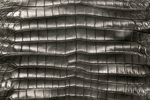 American Crocodile Skin Belly Garment Grey 50/54 cm