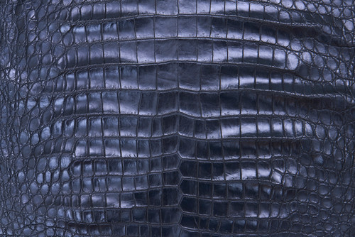 American Crocodile Skin Belly Garment Navy 55/59 cm
