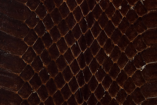 Whipsnake Skin Glazed Brown