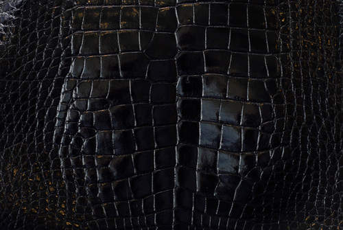 Nile Crocodile Skin Belly Glazed Black 35/39 cm