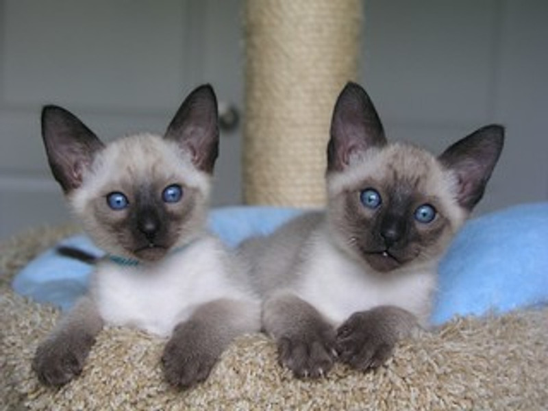 Purrfectly Crafted: The Benefits of Timber Cattery Buildings