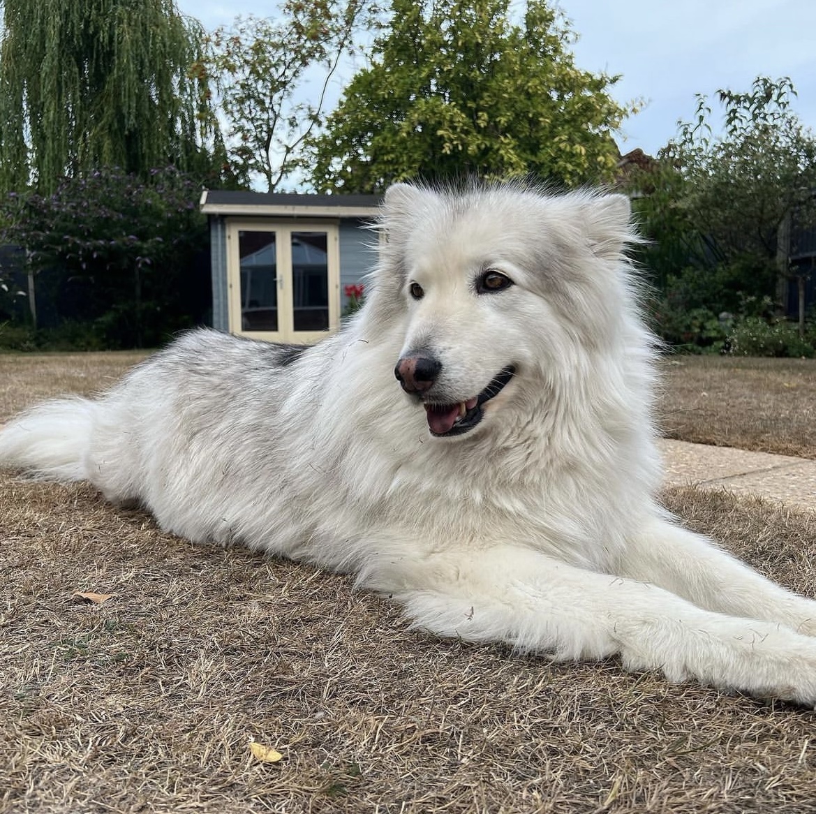 Pawsitively Perfect: Setting Up a Dog Grooming Studio in Your Log Cabin or Summerhouse
